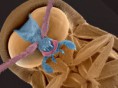 /album/biologia-/escarabajo-jpg/