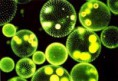 /album/biologia-/descarga-jpg/