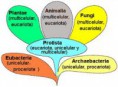 Clasificación de los seres vivos